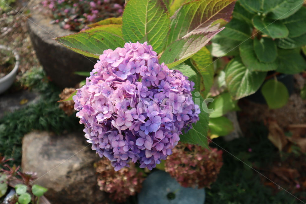plant,식물,꽃,flower,수국,보라색,자연,nature,배경,background