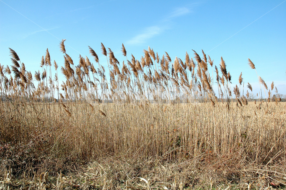 grass,자연,land,nature,시골
