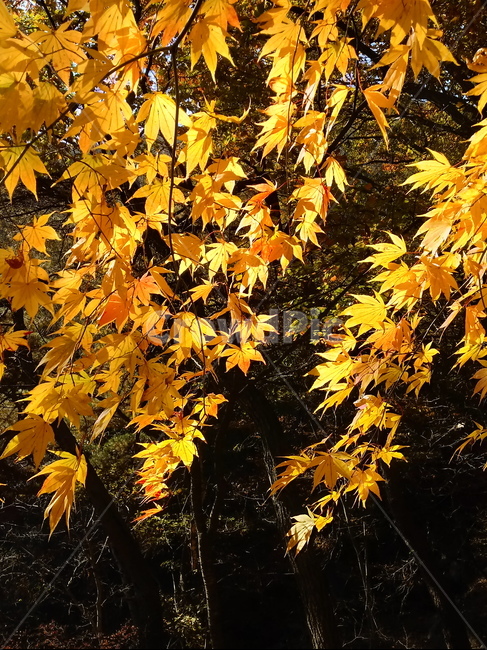 단풍,단풍잎,단풍나무,가을,leaf,잎,plant,식물,tree,나무,계절,fallautumnseason,outdoors,옥외,자연풍경,naturelandscape,가을,계절,fall,autumn,season,식물,자연,plants,nature,maple