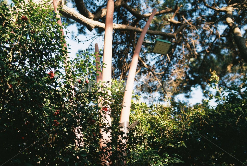 plant,식물,꽃,flower,동백,부산,nature,자연