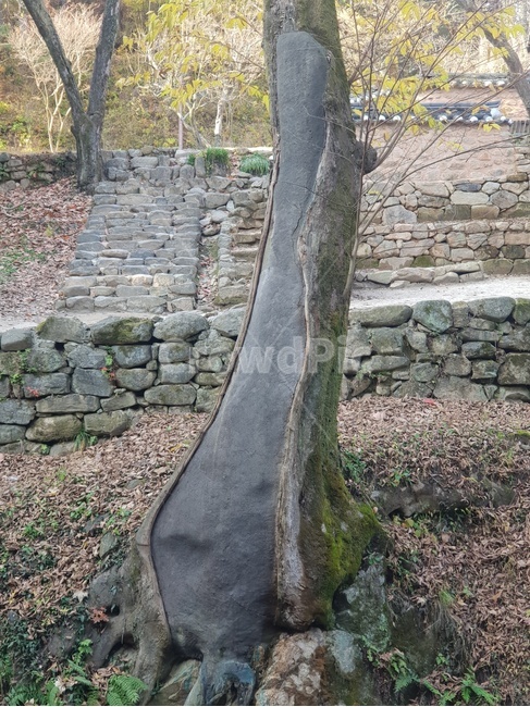 통로,보도,식물,나무,path,walkway,wall,plant,tree,state,자연,nature,나무,trees,wood