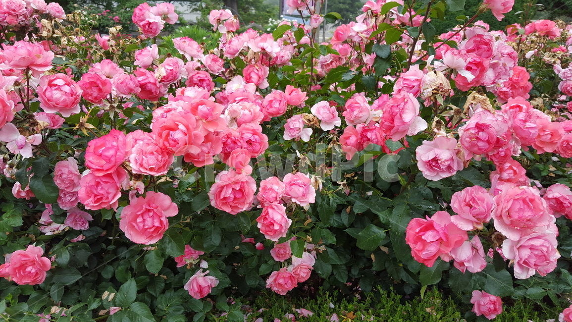 꽃,plant,flower,장미,꽃밭,사랑,식물,자연,plants,nature,꽃,flower