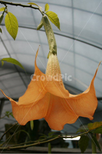 엔젤트럼펫,식물,flower,plants,nature,꽃,꽃봉오리,화원,식물,자연,plants,nature,꽃,flower