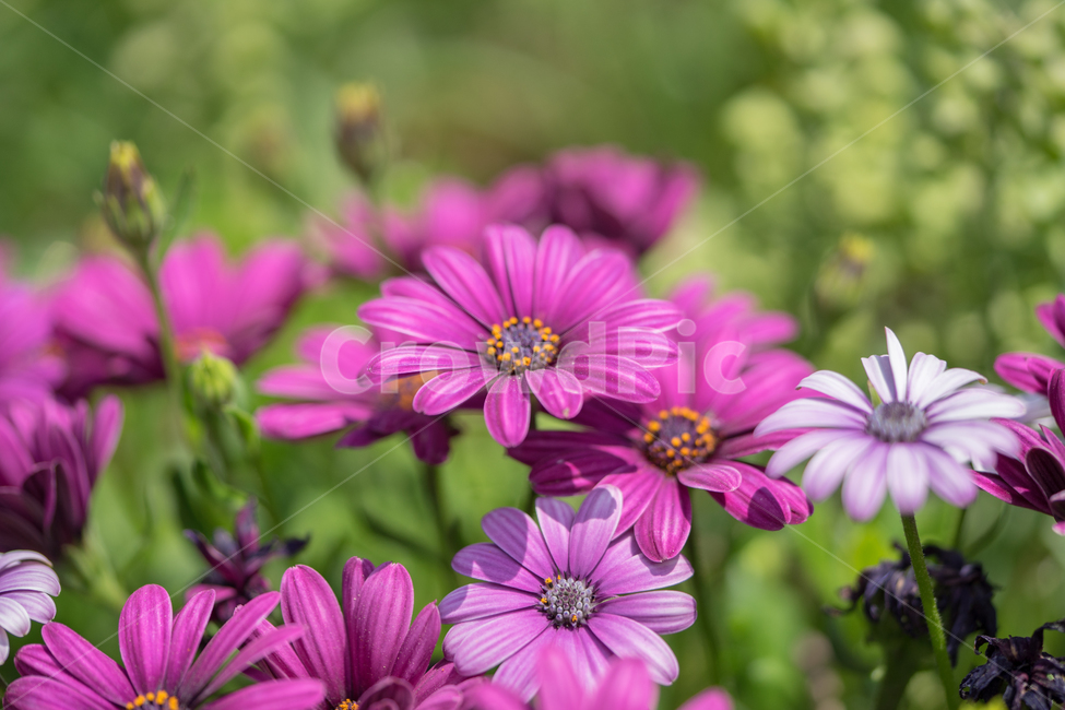 오스테오스펠뭄,봄꽃,봄,꽃,식물,자연,근접,식물,자연,plants,nature,꽃,flower