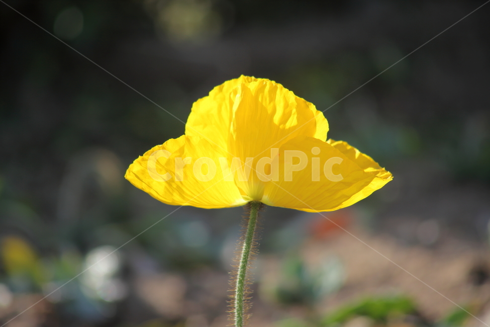 꽃양귀비,양귀비,개양귀비,꽃,poppy