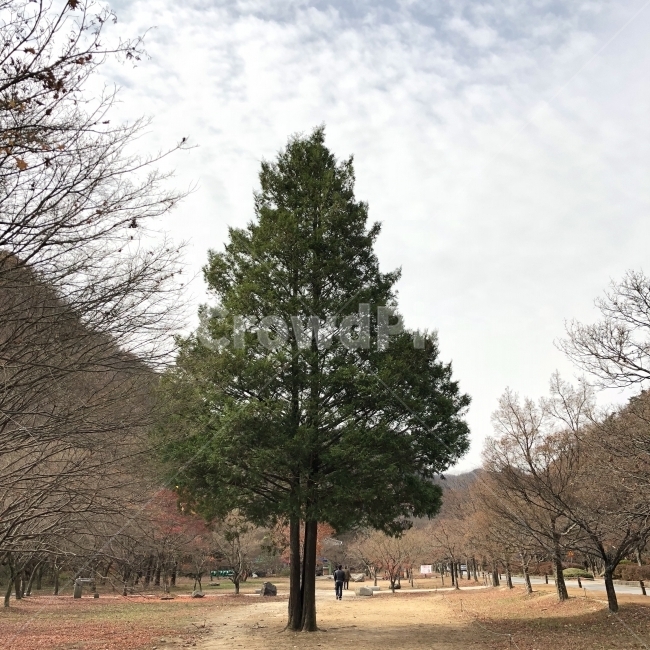 외톨이,나무,든든,하늘,가을,가을,계절,fall,autumn,season,식물,자연,plants,nature,나무,trees,wood,tree,plant,fir,전나무