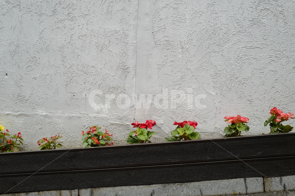 꽃,담벼락,화단,벽,골목,골목길,flower,wall,식물,자연,plants,nature