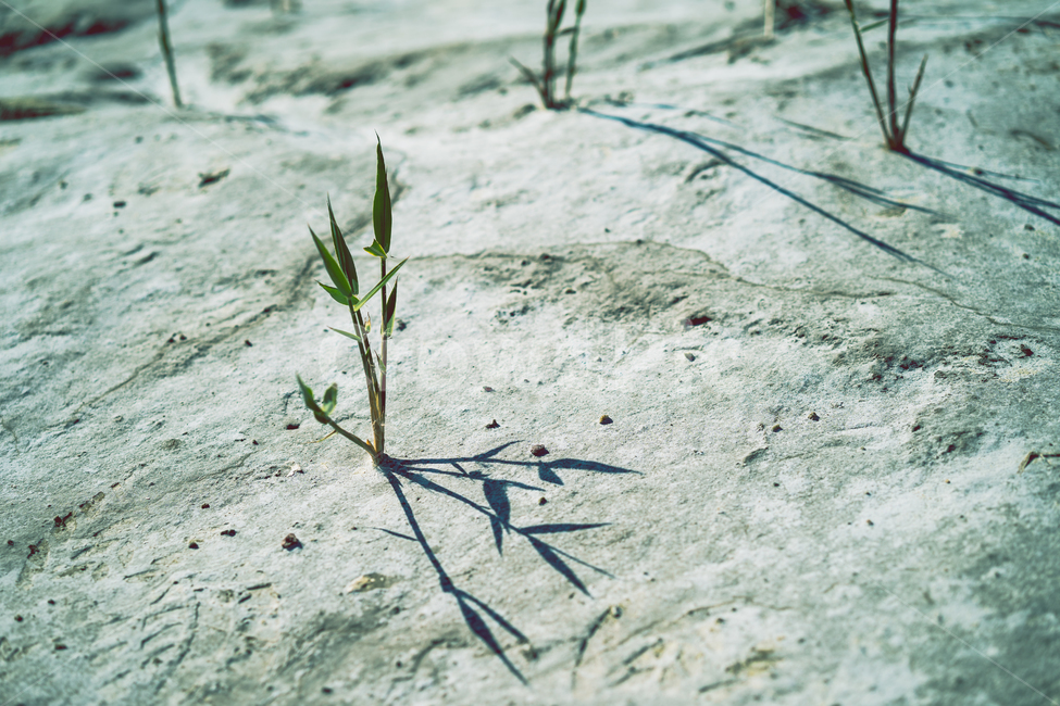 감성사진,식물,자연,풍경,나무,감성,식물,자연,plants,nature,감성,sensible,feeling