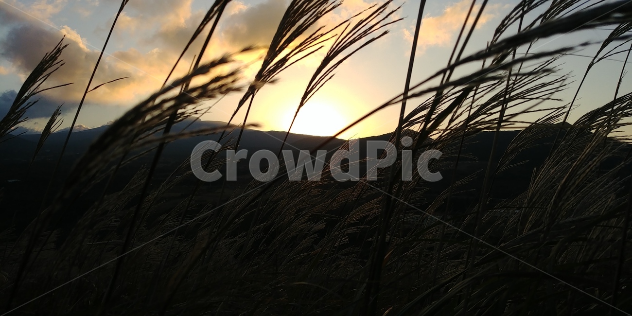 제주,새별오름,억새,일출,가을,가을,계절,fall,autumn,season,식물,자연,plants,nature,grass,잔디,plant,flare,플레어,light,빛,outdoors,옥외