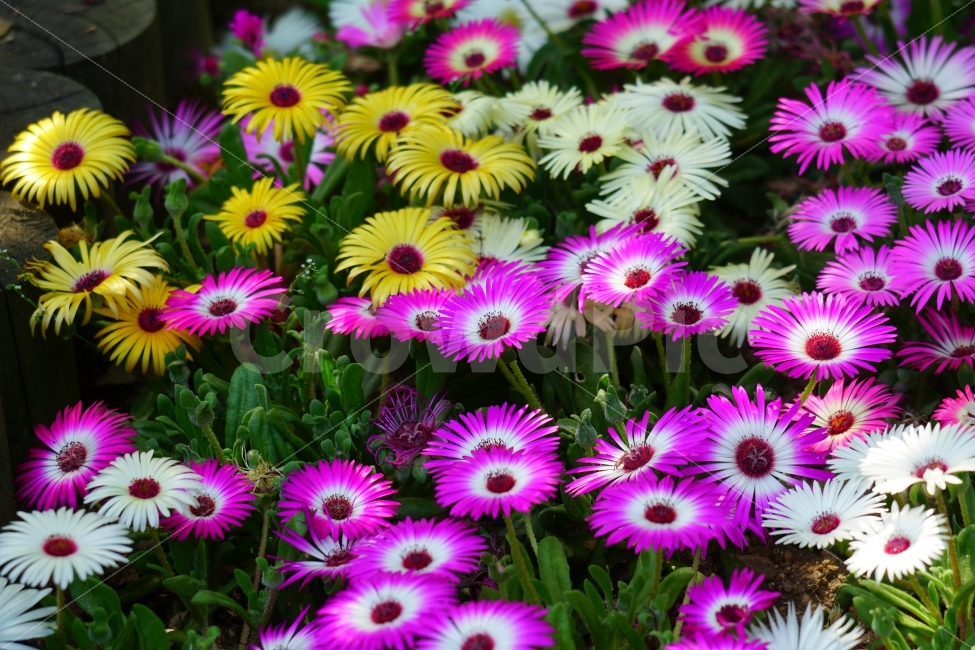 리빙스턴데이지,꽃,플라워,식물,자연,봄,5월,flower,nature,spring,꽃사진,감성,감성사진,힐링,힐링사진,느낌,분위기,화사한,화사하다,밝은,밝다,싱그러운,싱그럽다,싱싱하다,싱싱한,순수,순수하다,순수한,깨끗한,깨끗하다,깨끗,feel,feeling,식물,자연,plants,nature,꽃,flower