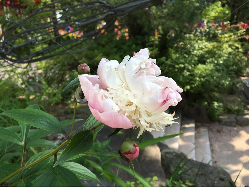꽃,봄꽃,수국,수국화,야생화,산속,식물,자연,plants,nature,꽃,flower