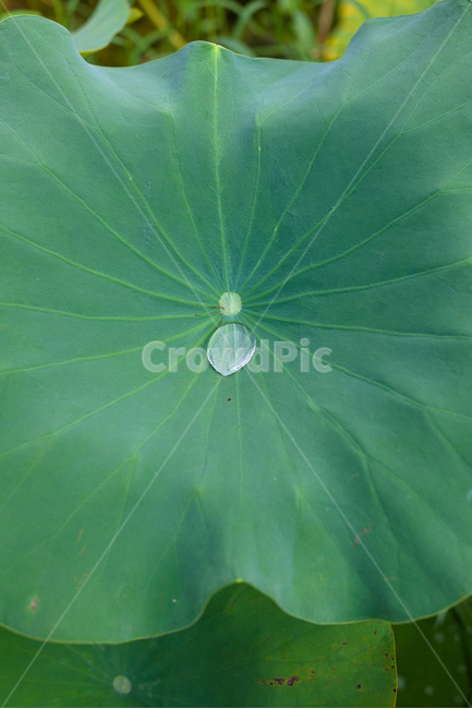 연잎,한방울,소원,여름,믿음,기도,하나의,식물,자연,plants,nature