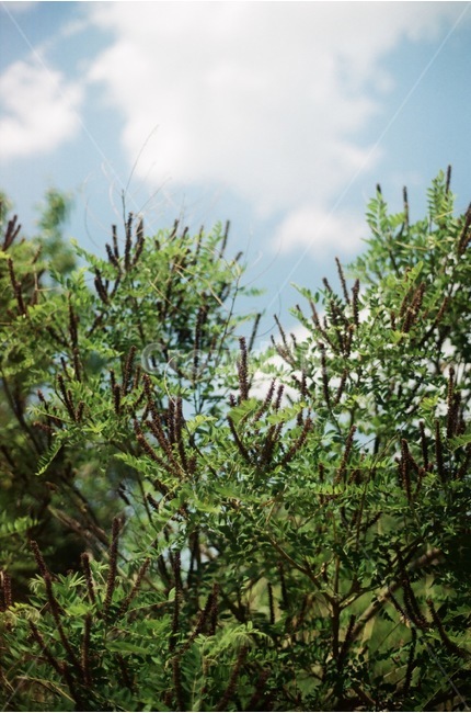 나무,식물,풀,자연,하늘,구름,감성,식물,자연,plants,nature,감성,sensible,feeling