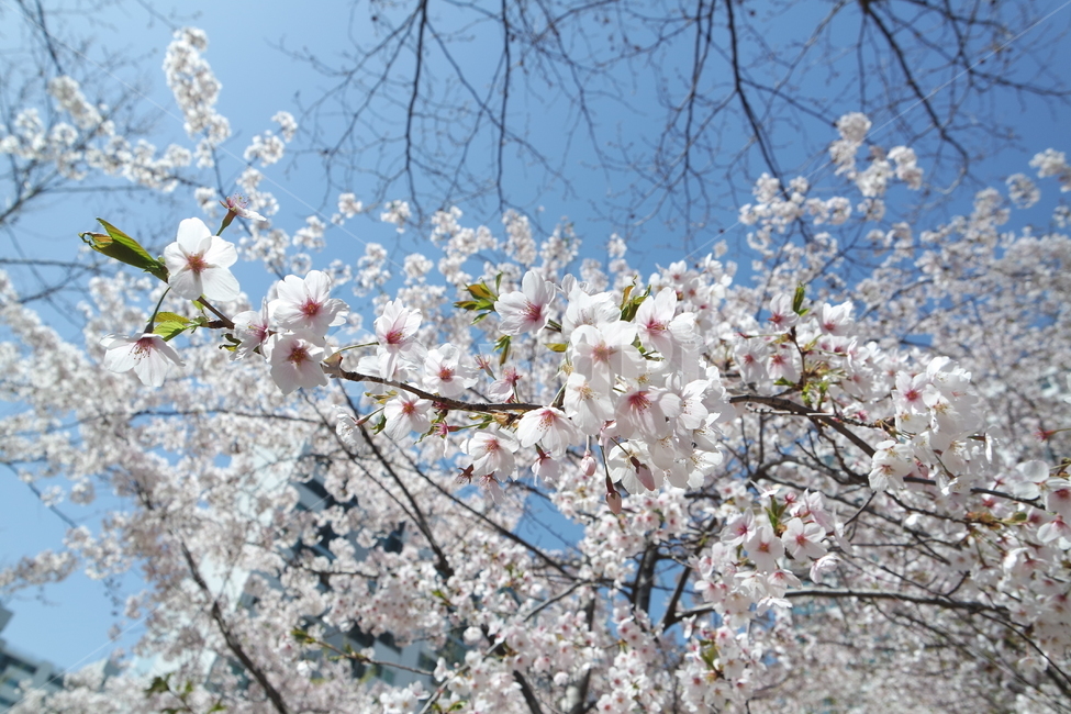 벚꽃,꽃,봄,개화,꽃잎,blossom,flower