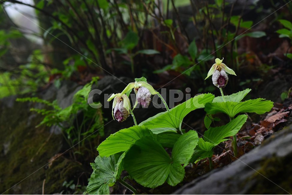 광릉요강꽃,멸종위기,난초과,복주머니란속,야생화,1급,희귀,봄,꽃,plant,wild,flower,자연,생태,식생,풀꽃,식물,식물,자연,plants,nature,꽃,flower