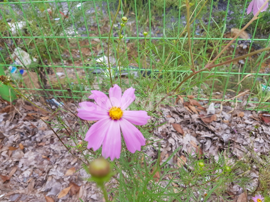 가을,꽃,코스모스,가을길,예쁘다,코스모스꽃,식물,autumn,plant,식물,자연,plants,nature,꽃,flower