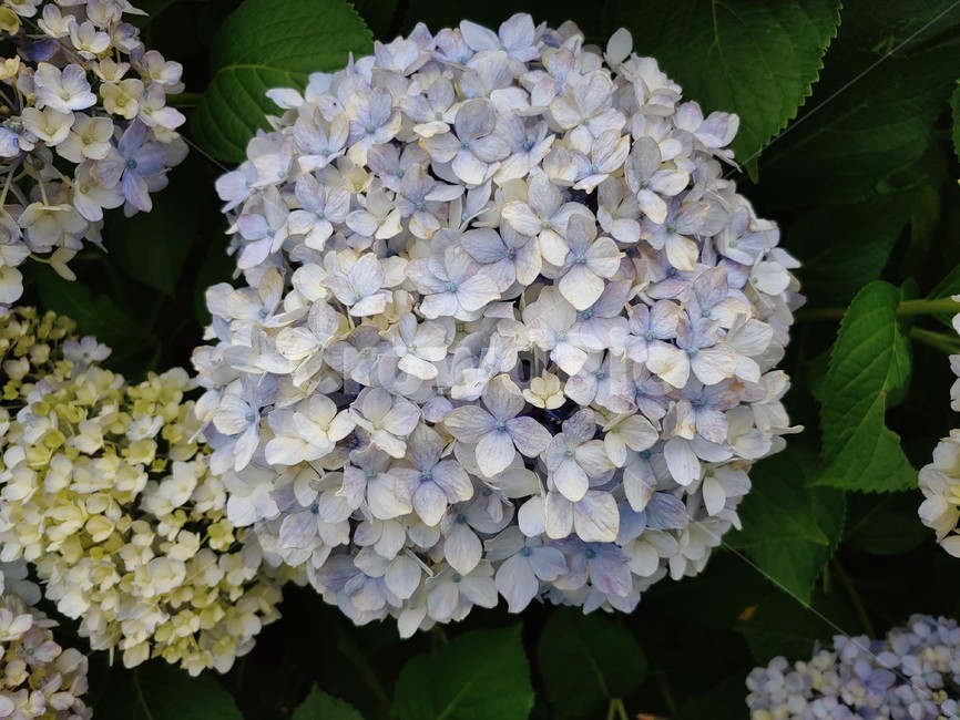 수국,노랑,보라,꽃,연보라,summer,flower,wild,beautiful,pretty,아름다운,예쁜,싱그런,fresh,nature,environment,자연,환경