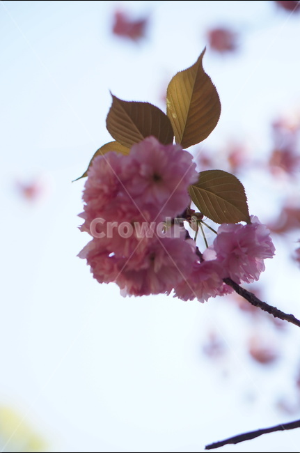 겹벚꽃,왕벚꽃,핑크,봄,하늘,풍경,봄,계절,spring,season,식물,자연,plants,nature,꽃,flower,plant,blossom