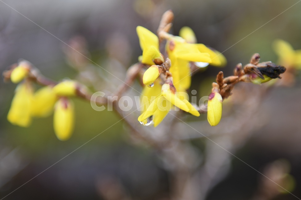 식물,꽃,감성사진,자연,flower,꽃사진,봄,봄꽃,계절,빗방울,비,감성,4월,spring,힐링,자연풍경,풍경,봄,계절,spring,season,식물,자연,plants,nature,꽃,flower,plant,blossom,sprout,새싹,bud,싹