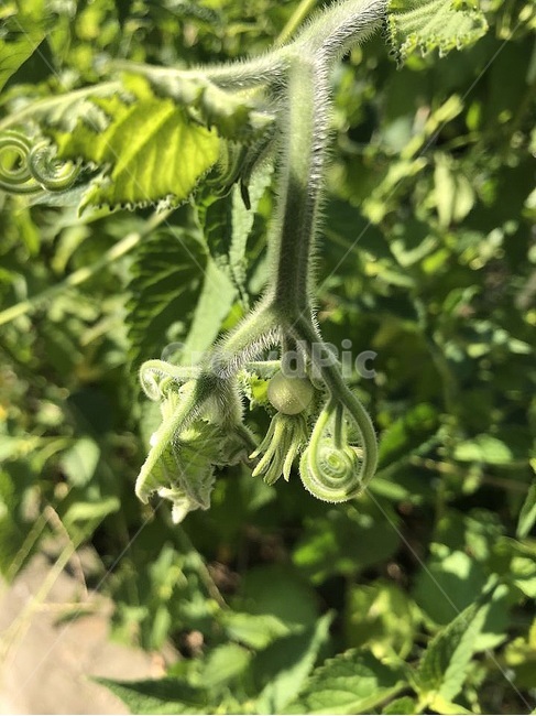 풀,열매,자연,성장,식물,식물,자연,plants,nature