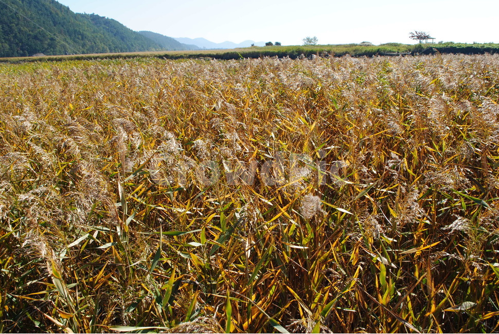 갈대,하늘,가을풍경,산,sky,순천,순천만습지,가을,계절,fall,autumn,season,grass,잔디,plant,식물