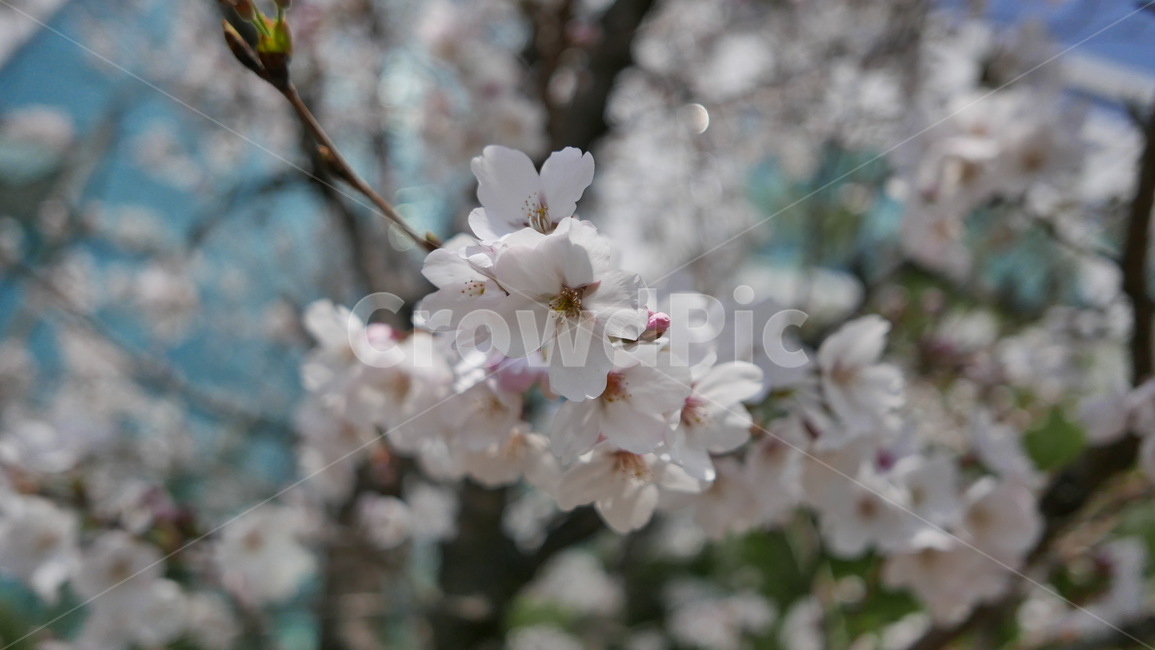 봄,벚꽃,감성,꽃,꽃송이,flower,blossom,spring
