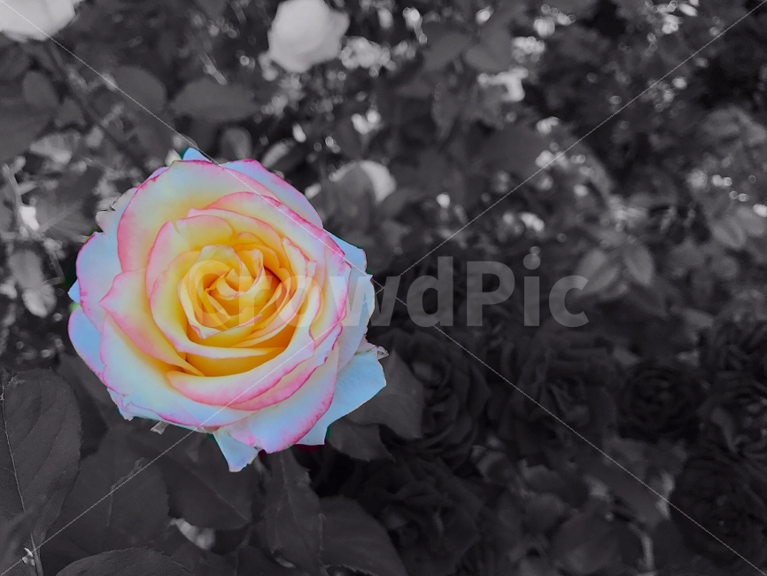 흑백사진,흑백,장미,봄,올림픽공원,식물,자연,plants,nature,꽃,flower,흑백,모노톤,monochrome,black and white