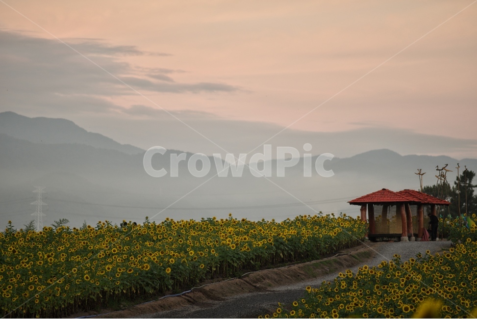 꽃,해바라기,자연,풍경,여름,자연,풍경,nature,landscape,한국자연풍경,한국자연경관,korea nature landscape,outdoors,옥외,human,인간,person,사람