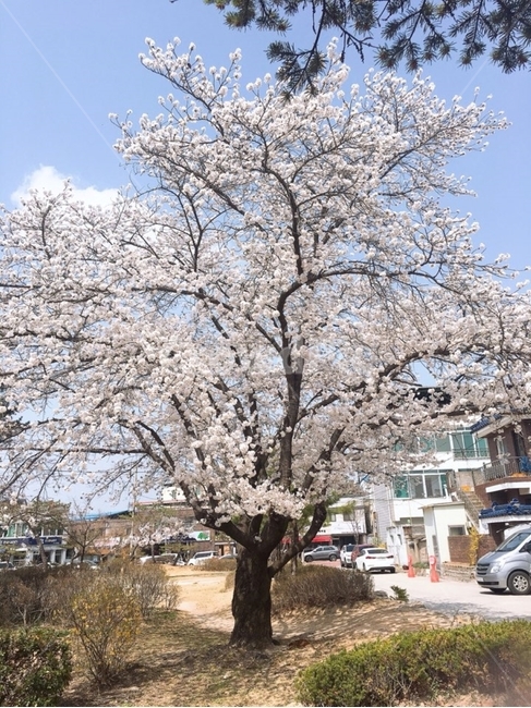 봄,벚꽃,벚꽃나무,한그루,봄엔벚꽃