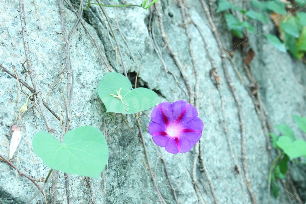 돌담길,나팔꽃,꽃,하트,자연,식물,자연,plants,nature,꽃,flower