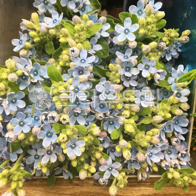 꽃,옥시,옥시플라워,블루스타,flower,꽃다발,꽃꽂이,꽃시장
