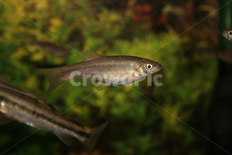 버들치,잉엇과,민물고기,자연,하천상류,동물,animal,어류,물고기,fish