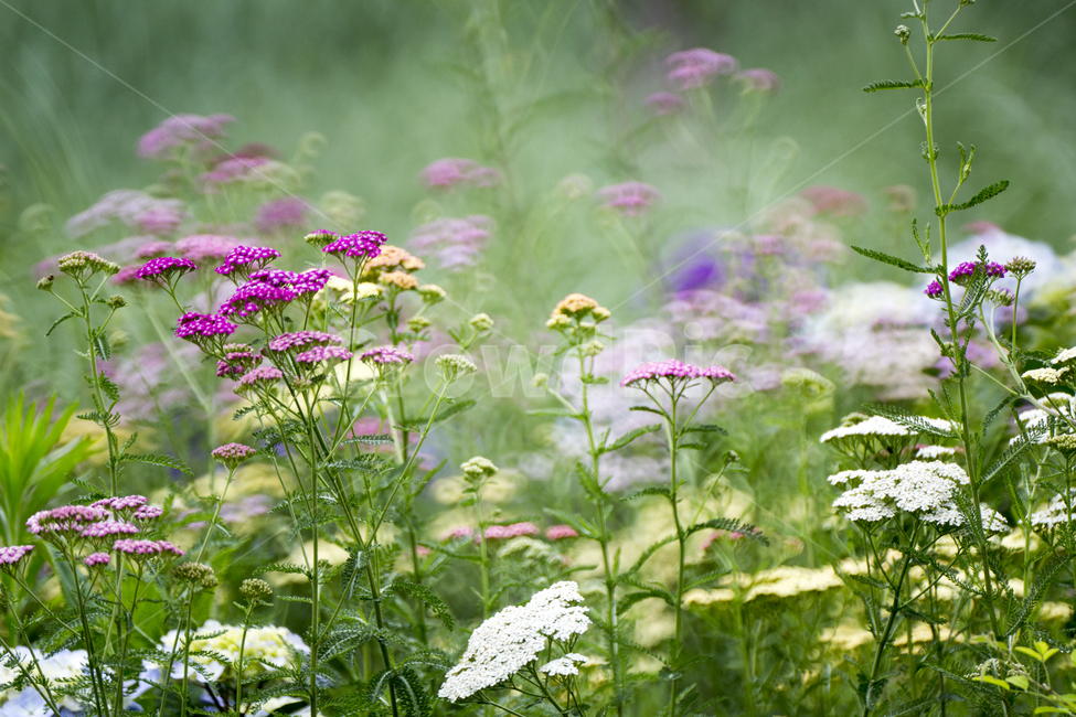 봄,분홍,꽃,식물,plant,식물,자연,plants,nature,꽃,flower