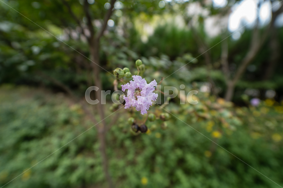 꽃,식물,flower,plant,botanical,식물,자연,plants,nature,꽃,flower