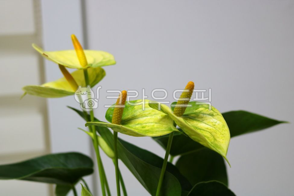Cheonnam and,nature,air purifying plants,leaf,Anthurium flower,ornamental,foliage plant,flower,Anthurium,petal,leaves,plant,tropical plants