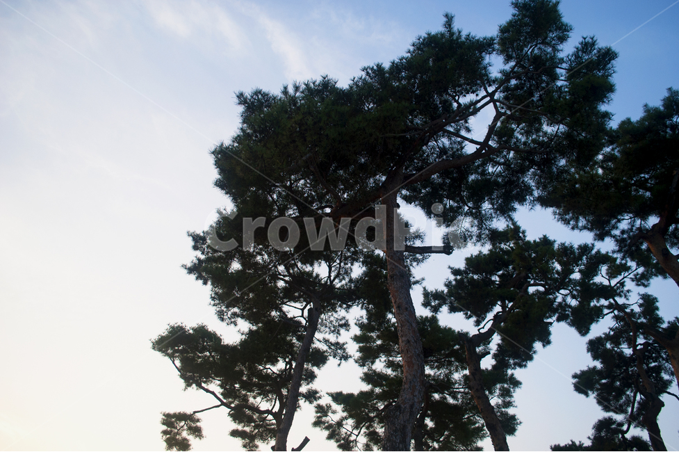 나무,그림자,하늘,실루엣,해질녘,어둠,어스름,자연,잎,sky,nature,shadow,silhouette,나무실루엣,식물,자연,plants,nature,나무,trees,wood