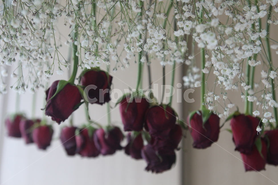 장미,꽃,안개꽃,드라이플라워,플라워,꽃,flower