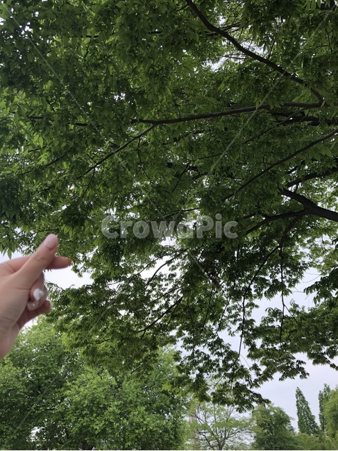 나무,숲,여유,나뭇잎,날씨