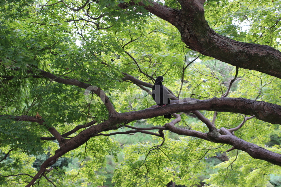 비둘기,자연경관,나무,초록잎,일본,동물,animal,조류,새,birds