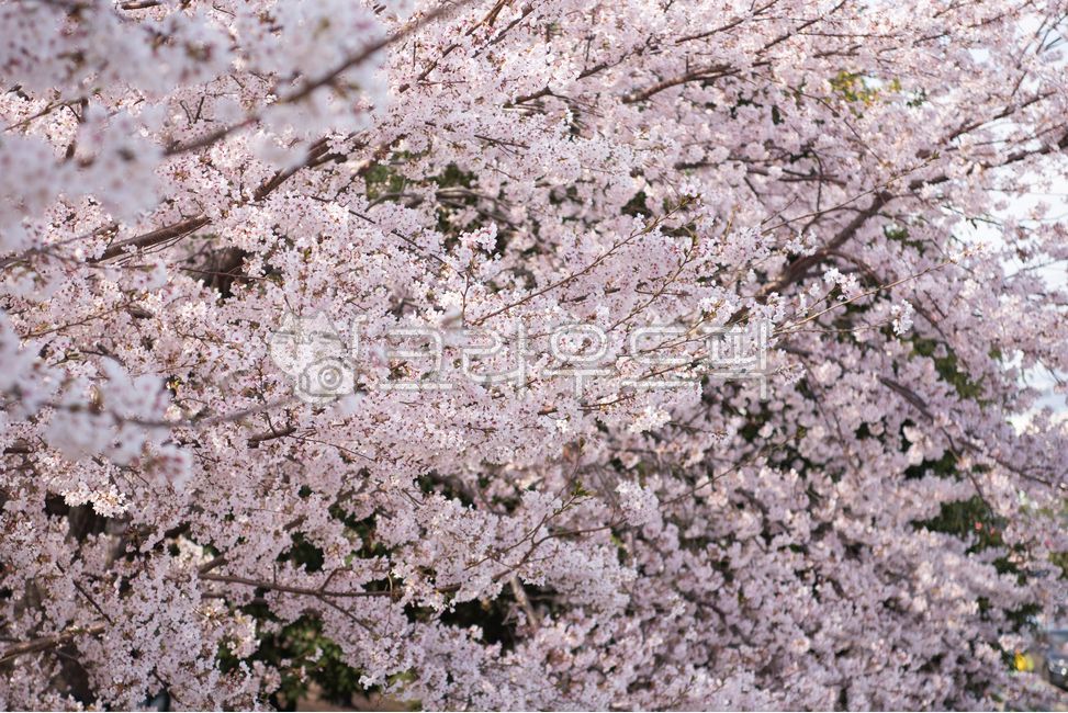 벚꽃,벚꽃엔딩,꽃,봄,계절,나무,나뭇가지,꽃잎,벚꽃나무,분홍색,따스한,아름다운