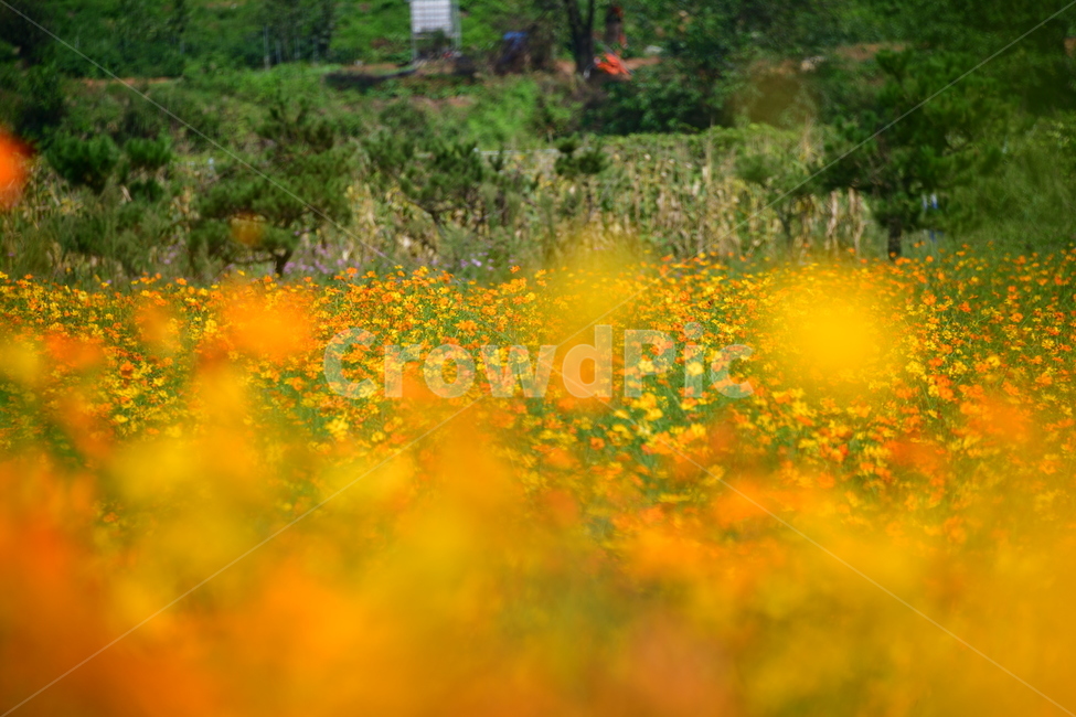 노랑,노란소스모스,가을,자연,코스모스,금계국,flower,plant,꽃,식물,자연,plants,nature,꽃,flower