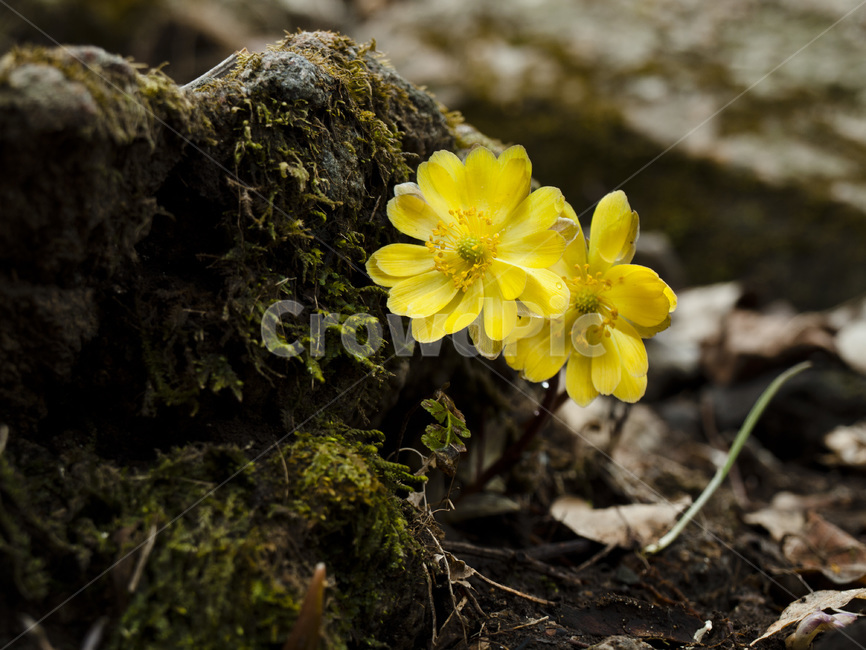 spring flowers,spring,wildflowers,Bokseokcho,spring wildflowers