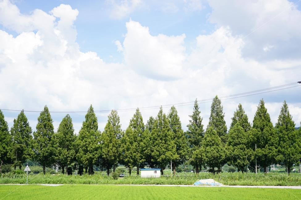 하늘,나무,메타세콰이어길,담양,파랑,자연,풍경,nature,landscape,시골,마을,country,rural,town,grass,잔디,plant,식물,tree,fir,전나무