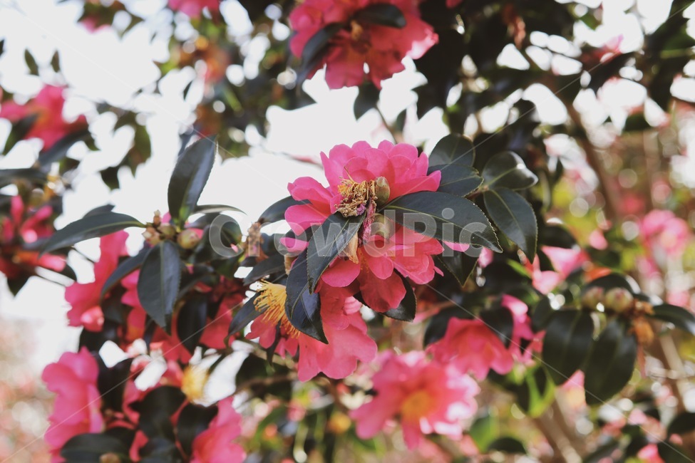 동백,동백꽃,꽃,flower,leaf,잎,plant,식물,camellia