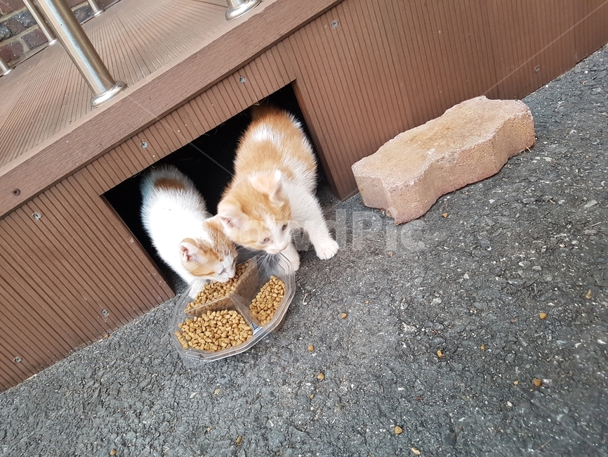 길고양이,고양이,새끼고양이,아기고양이,cat,동물,animal,포유류,mammal,고양이,cat,kitten,kitty