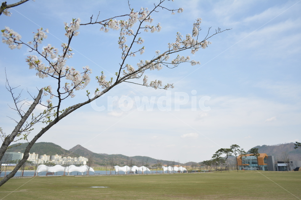 plant,식물,grass,잔디,벚꽃