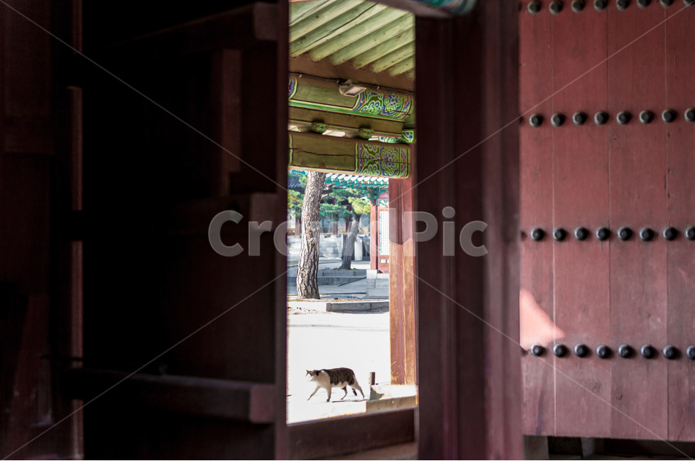 감성,대문,풍경,일상,고양이,패턴,한국전통,한국문화,korean traditional,korean culture,동물,animal,포유류,mammal,고양이,cat,kitten,kitty