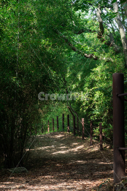 자연,나무,숲,길,변산,자연,풍경,nature,landscape,garden,정원,outdoors,옥외,arbour,정자
