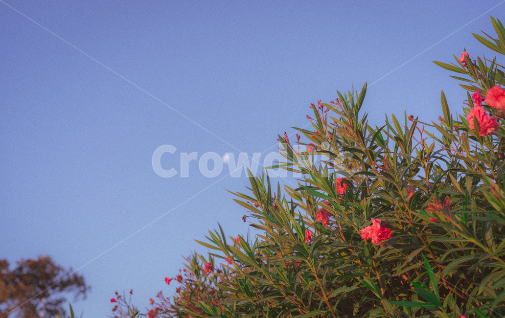 나무,꽃,달,하늘,감성,tree,flowers,sky,moon,flim,필름