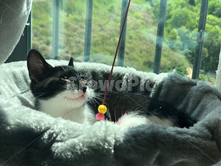 아기고양이,반려묘,아깽이,코숏,턱시도고양이,캣타워,휴식,일광욕,장난감,해먹,kitty,cat,koreanshorthair